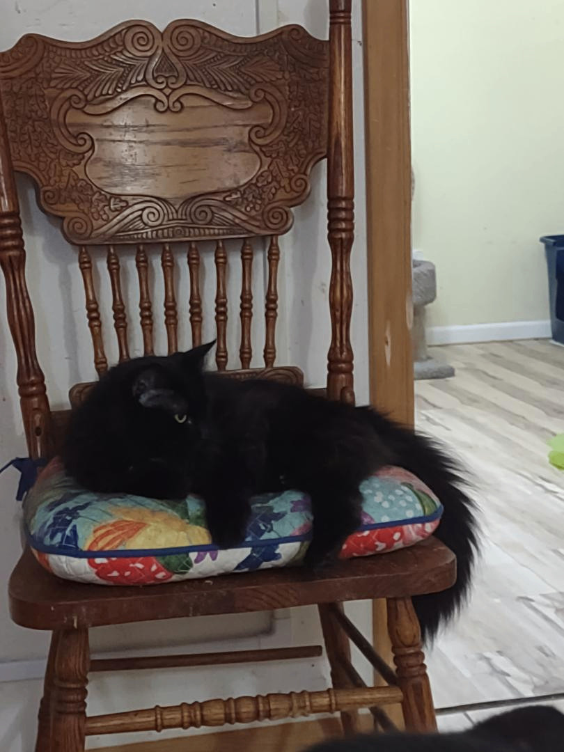 Desi, a Adoptable mixed breed in Simms, TX image 2/3