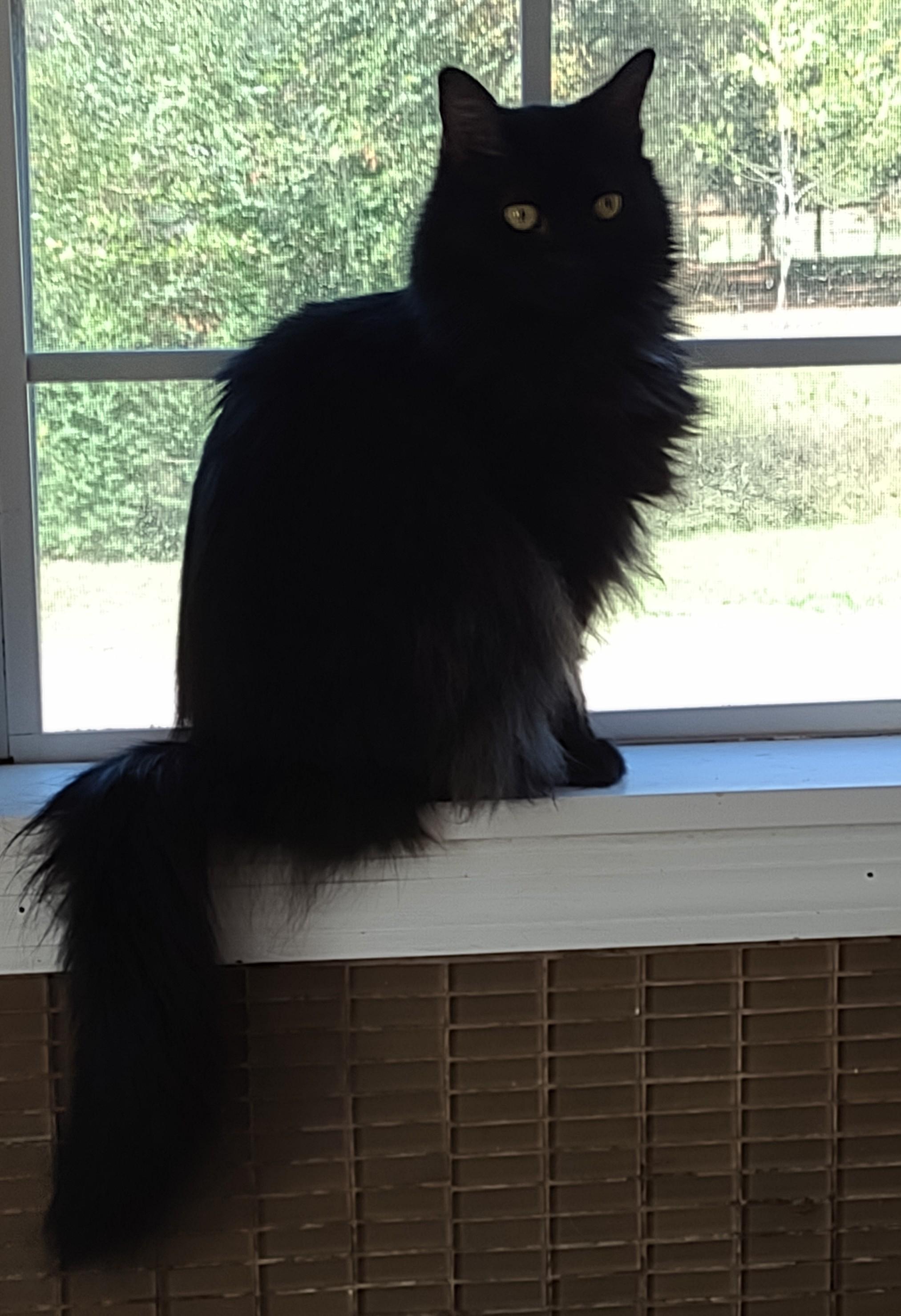 Desi, a Adoptable mixed breed in Simms, TX image 3/3