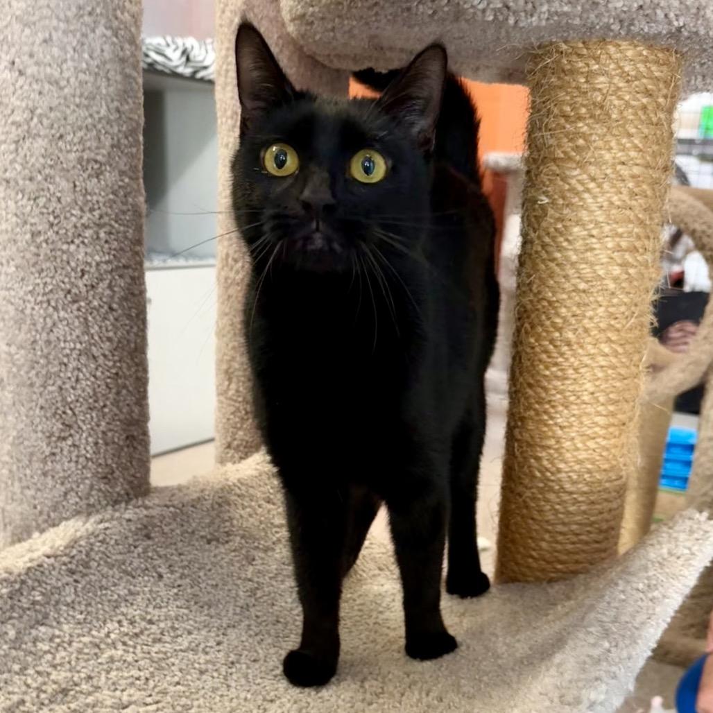 Matrix, Adoptable, Young Female Domestic Short Hair.