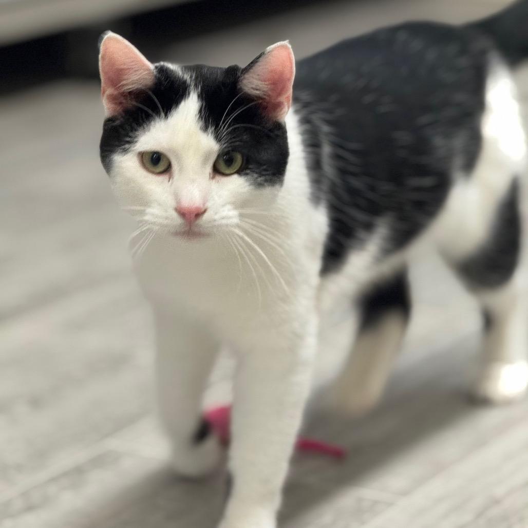 Enlarge Gideon, a Adoptable Domestic Short Hair in Milford, IA image 1/3