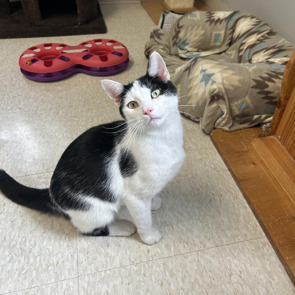 Gideon, a Adoptable Domestic Short Hair in Milford, IA image 2/6