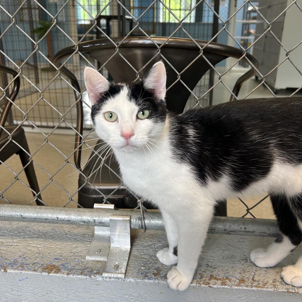 Gideon, a Adoptable Domestic Short Hair in Milford, IA image 3/6