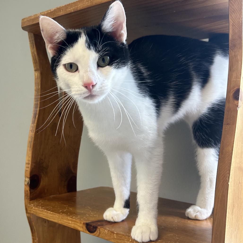 Gideon, a Adoptable Domestic Short Hair in Milford, IA image 4/6