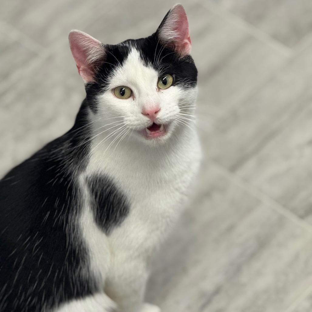 Enlarge Gideon, a Adoptable Domestic Short Hair in Milford, IA image 2/3