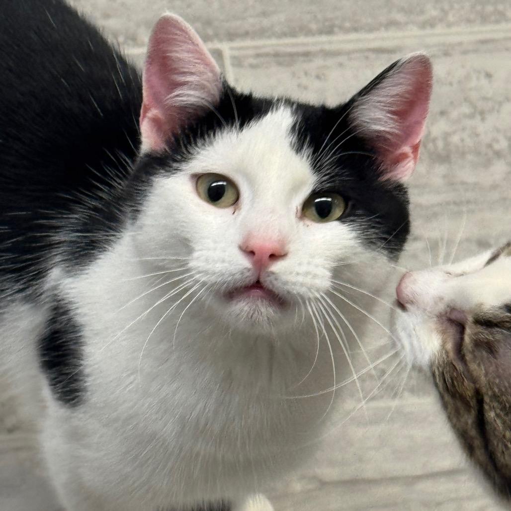 Enlarge Gideon, a Adoptable Domestic Short Hair in Milford, IA image 3/3