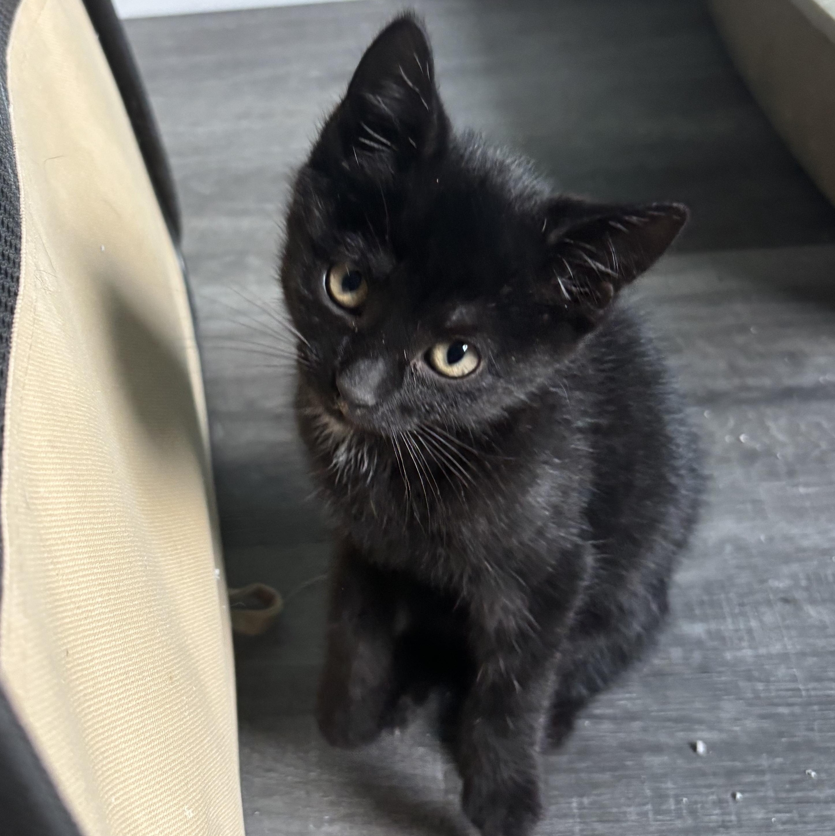 Jinx, Baby Female unknown