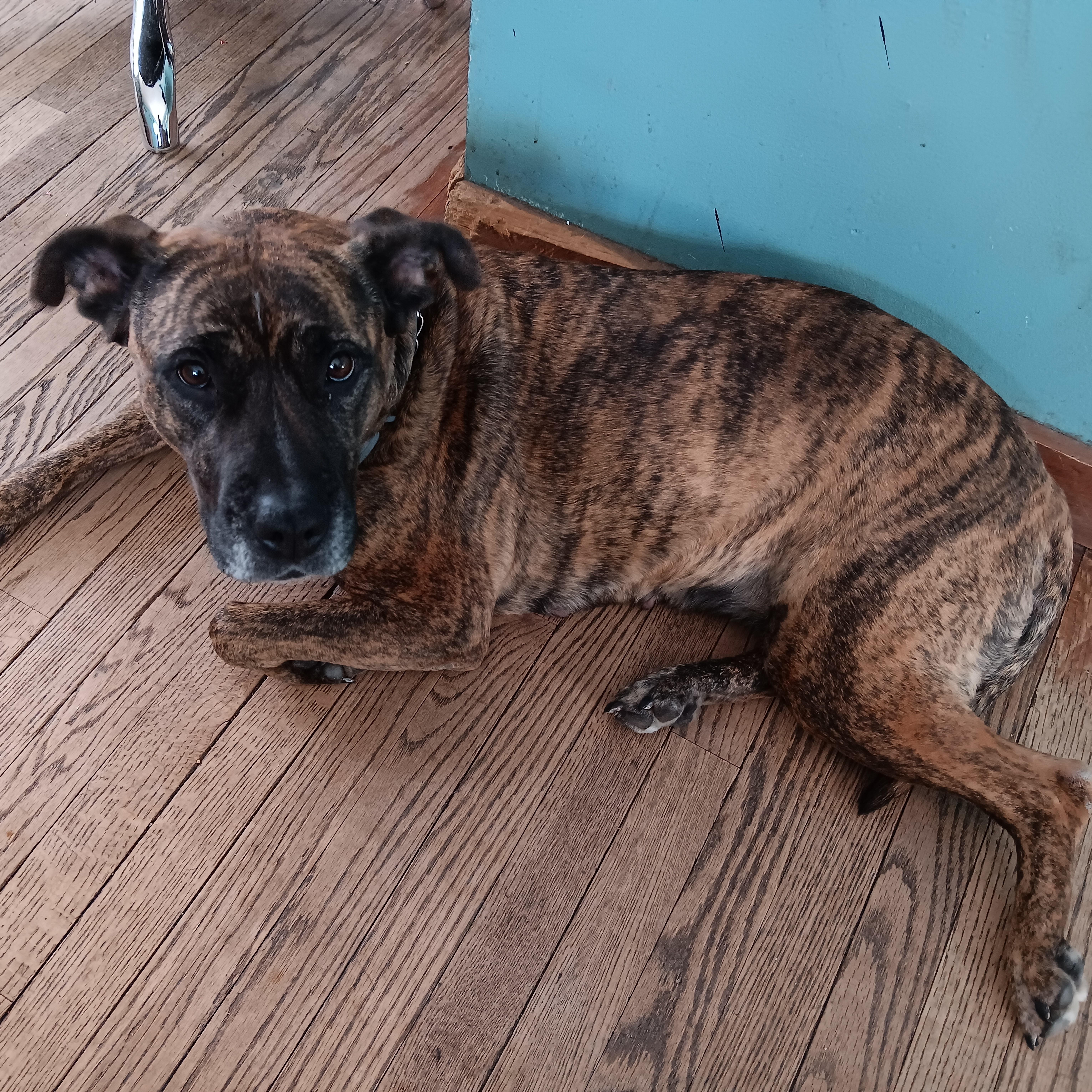Kali, Adult Female Pit Bull Terrier