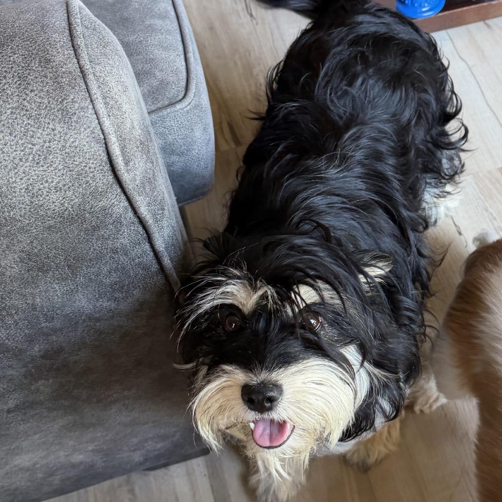 Olive, Adoptable, Adult Female Terrier.