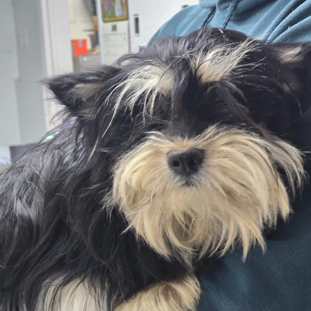Olive, a Adoptable Terrier in Cashmere, WA image 2/4