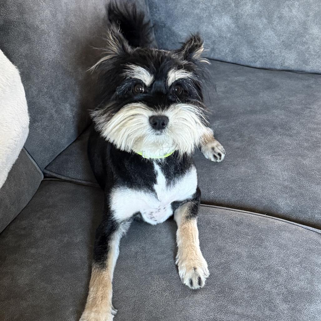Olive, a Adoptable Terrier in Cashmere, WA image 3/4