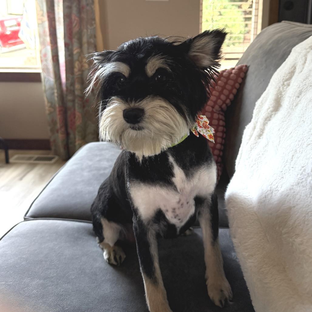 Olive, a Adoptable Terrier in Cashmere, WA image 4/4