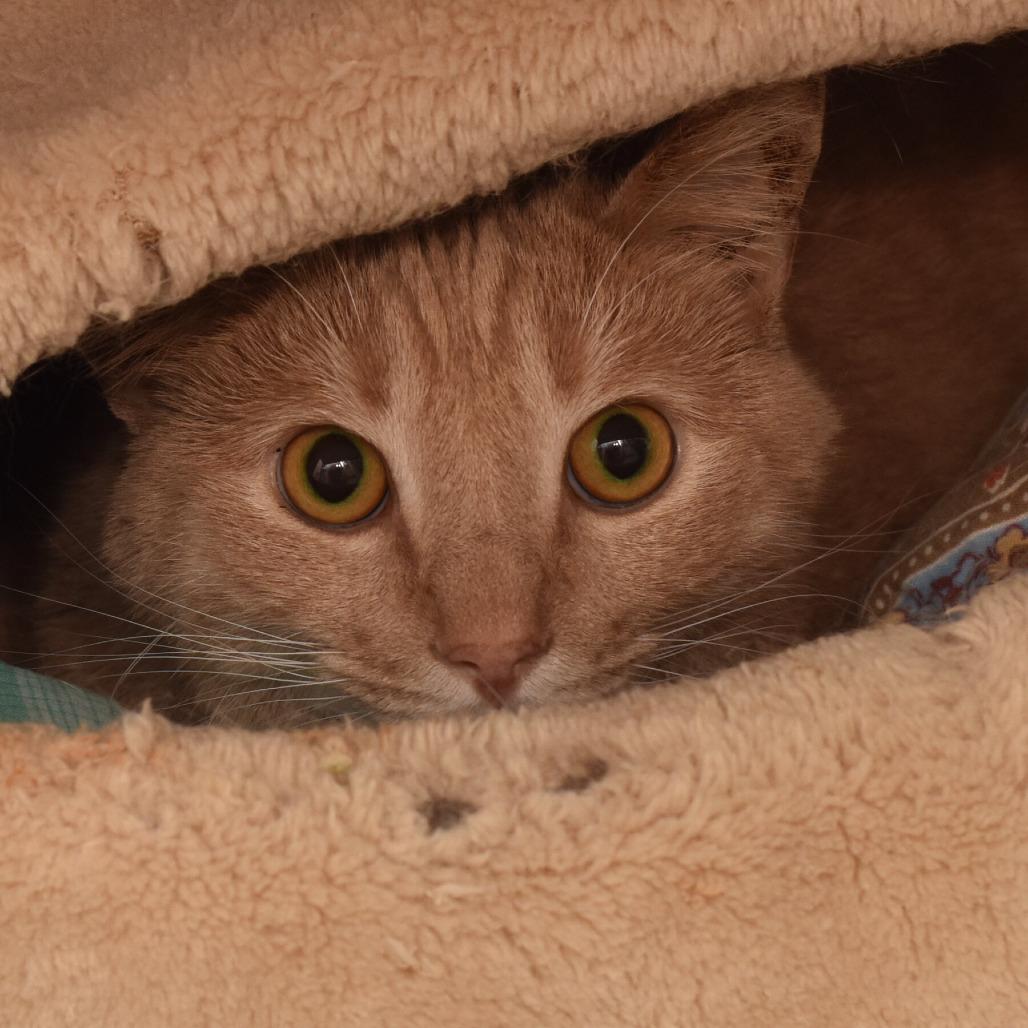 Dusty, Adoptable, Adult Male Domestic Short Hair.