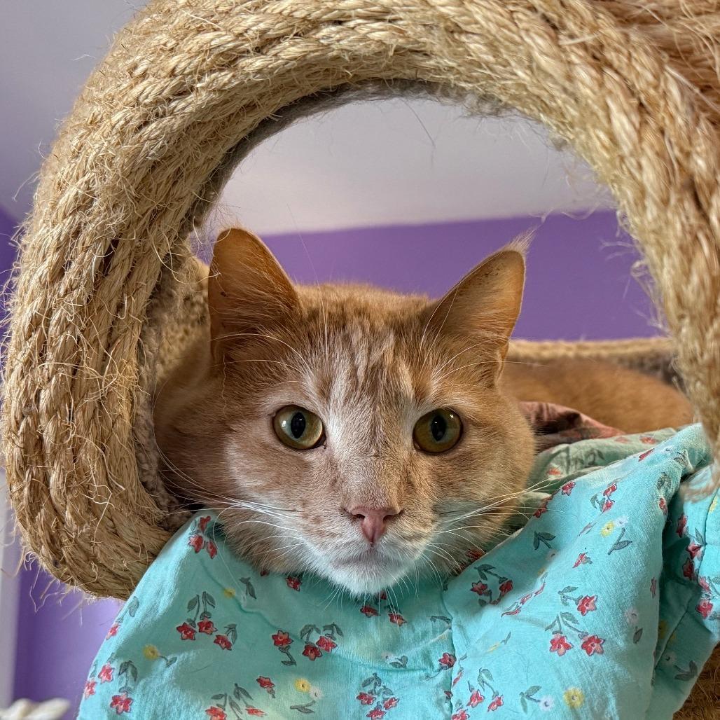 Enlarge Dusty, a Adoptable Domestic Short Hair in Portland, OR image 3/6