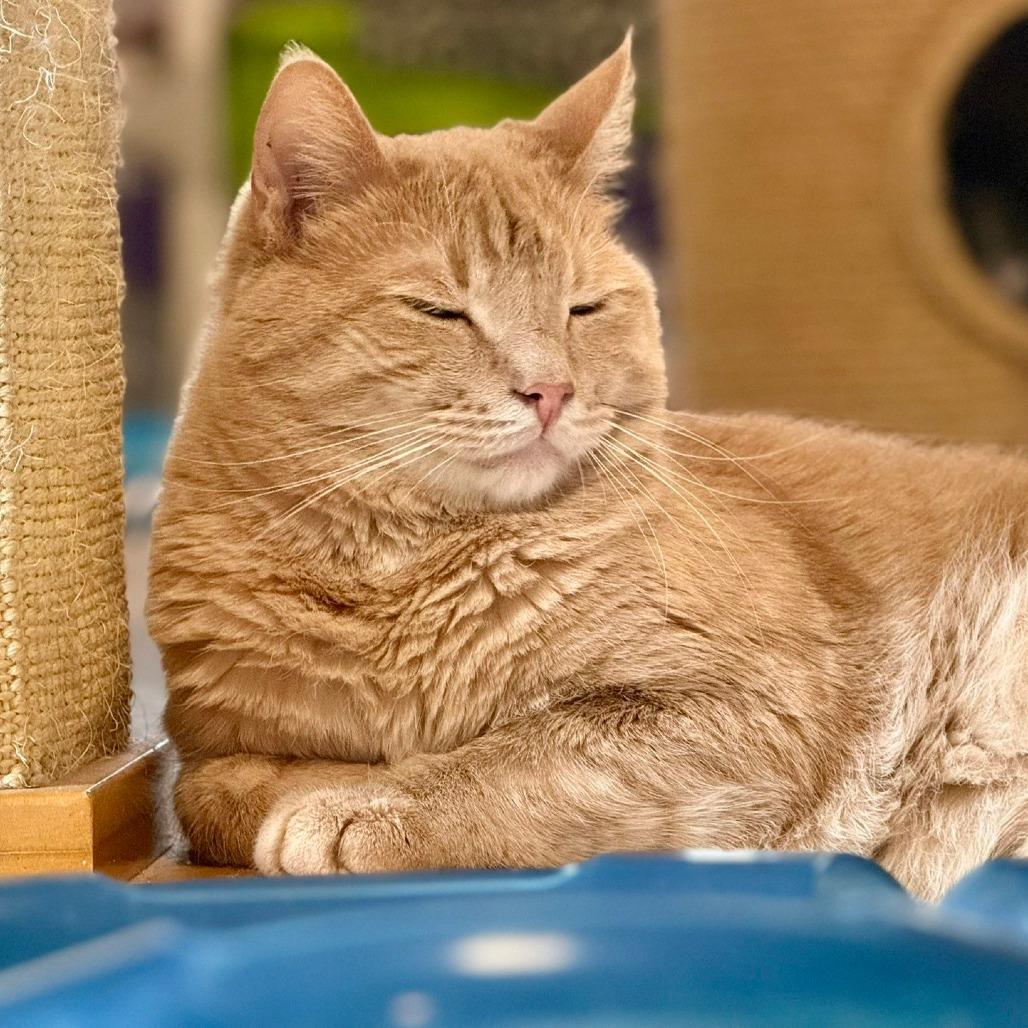 Enlarge Dusty, a Adoptable Domestic Short Hair in Portland, OR image 4/6
