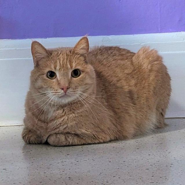 Enlarge Dusty, a Adoptable Domestic Short Hair in Portland, OR image 5/6