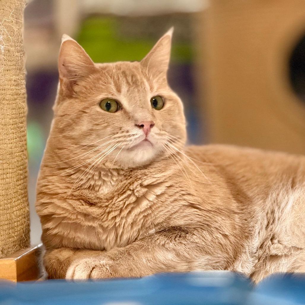 Enlarge Dusty, a Adoptable Domestic Short Hair in Portland, OR image 6/6