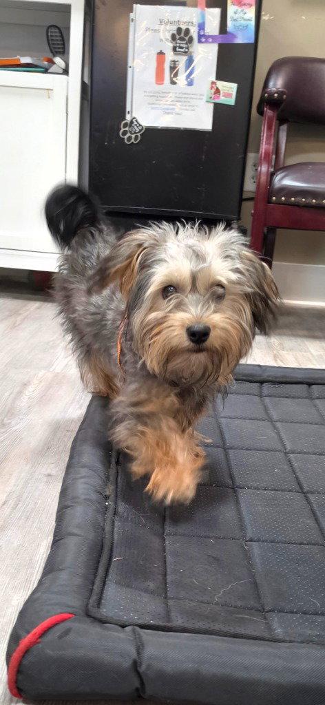 Enlarge Sadie, a Adopted Yorkshire Terrier in Emmett, ID image 1/1