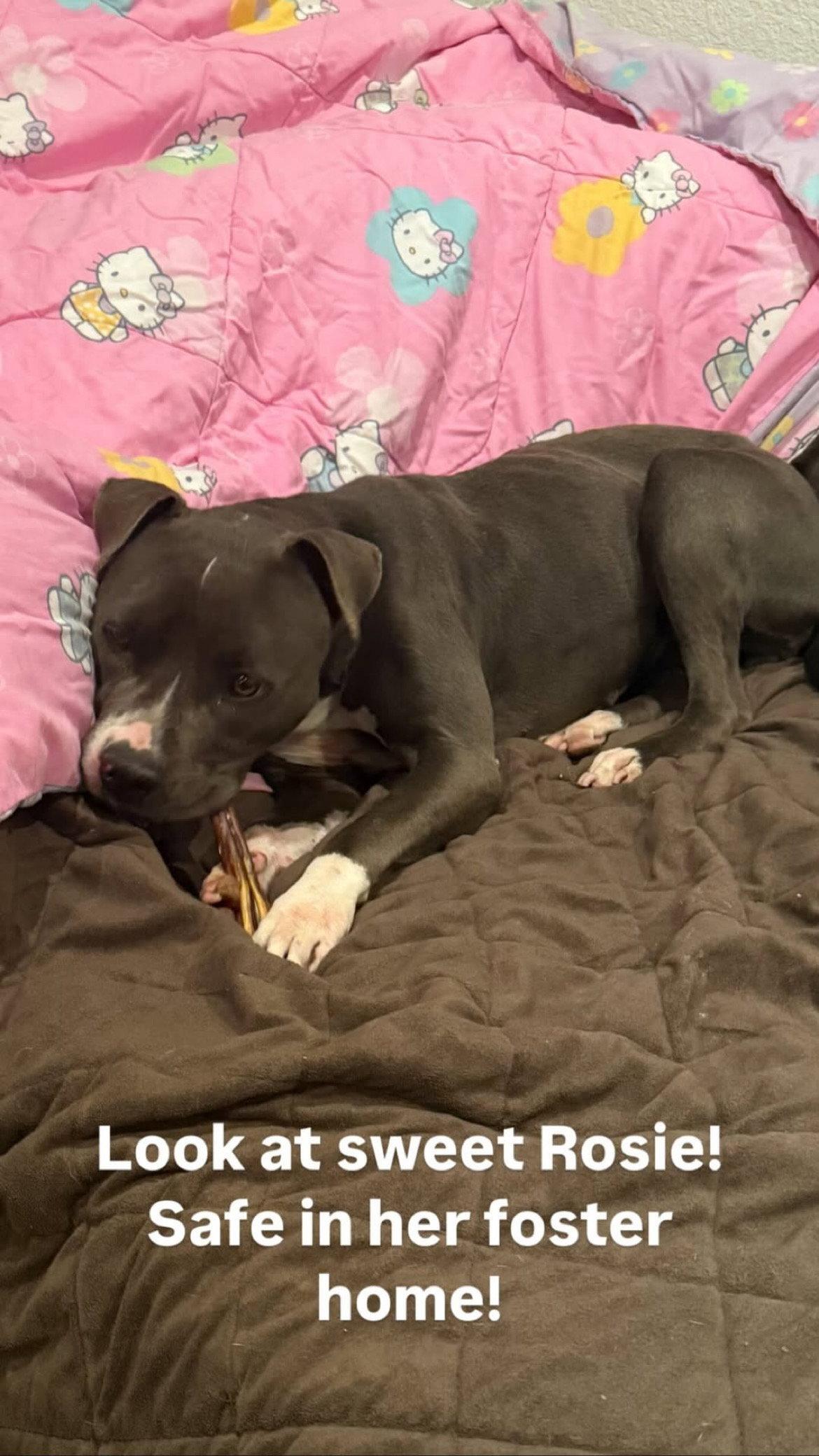Rosie, Adoptable, Adult Female Terrier.