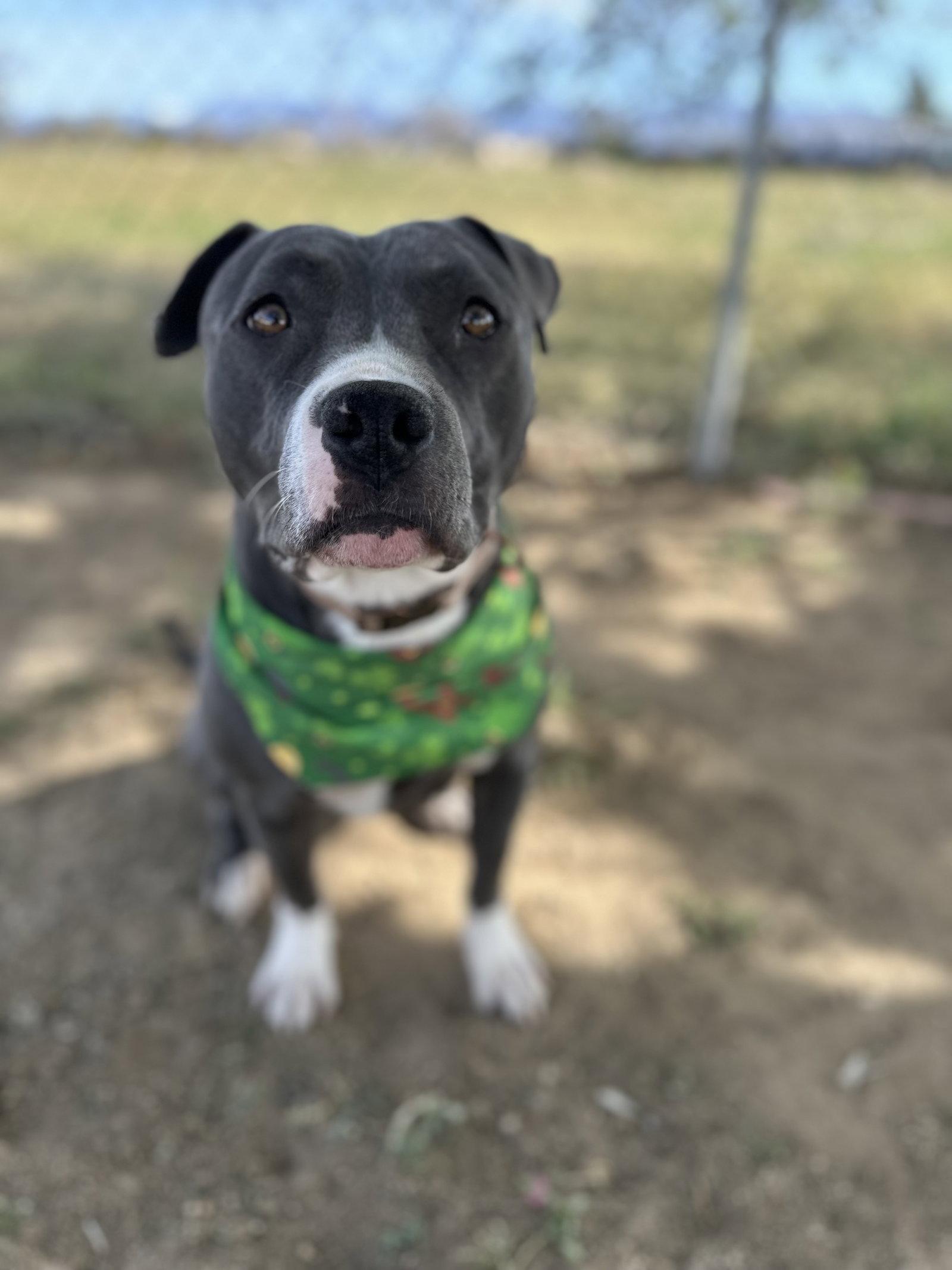 Rosie, Adoptable, Adult Female Terrier.