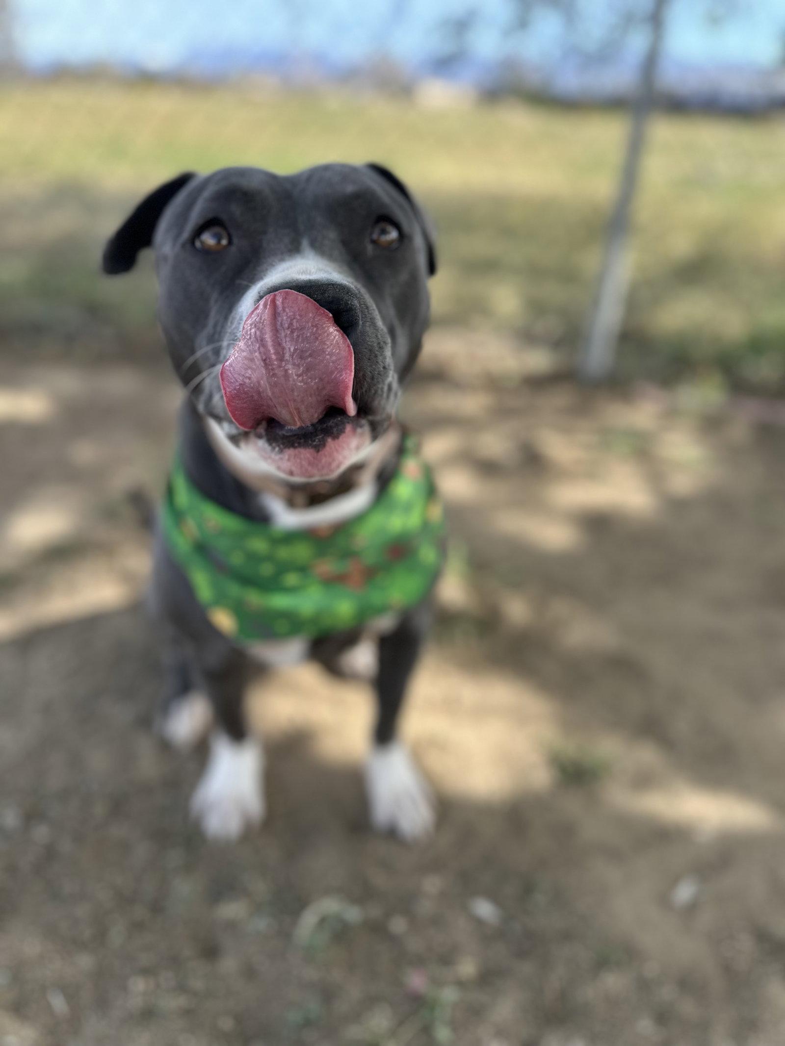 Enlarge Rosie, a Adoptable Terrier in Roseville, CA image 3/3