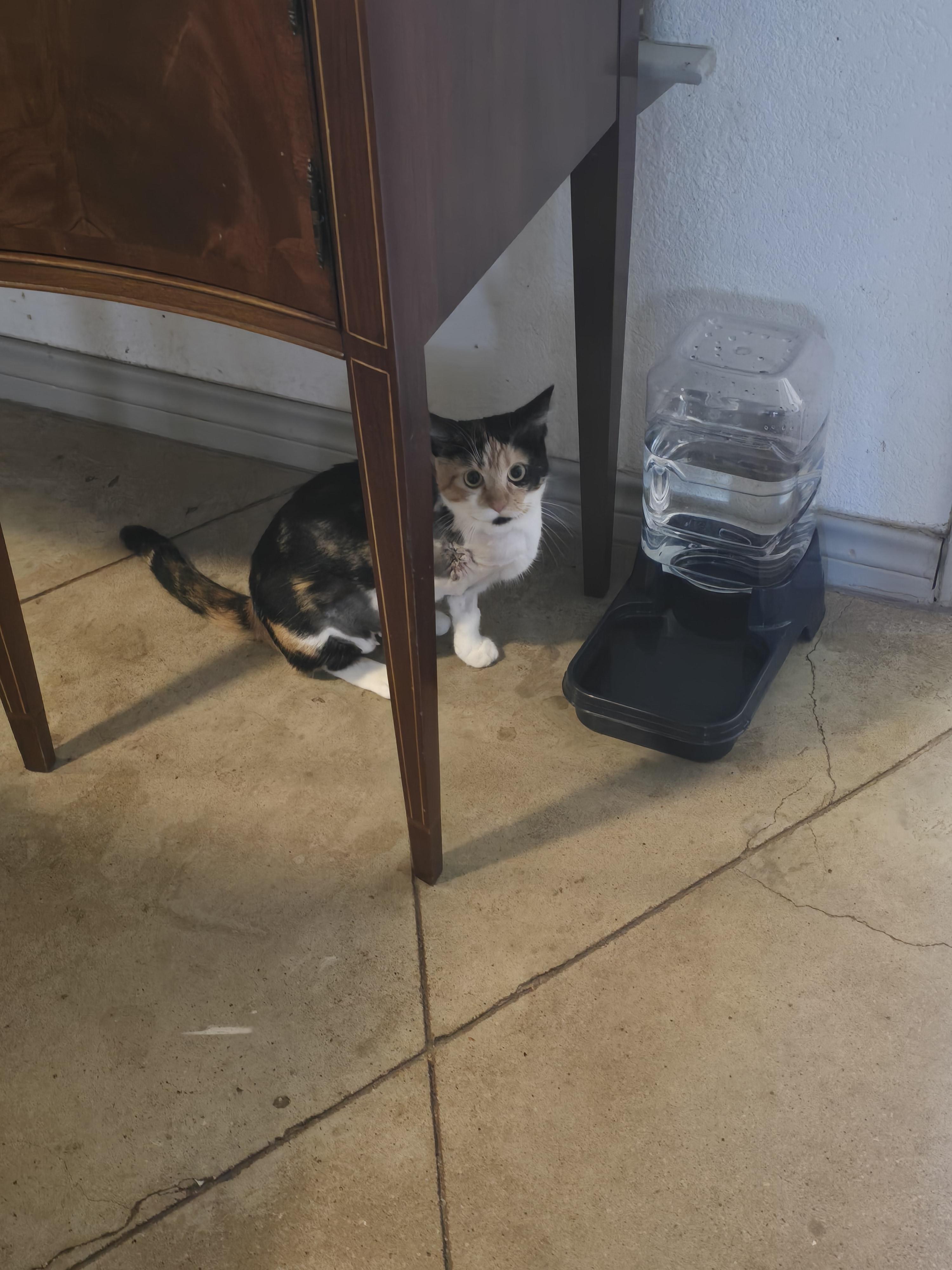 Enlarge Natalie, a Adoptable American Shorthair in Round Rock, TX image 2/4