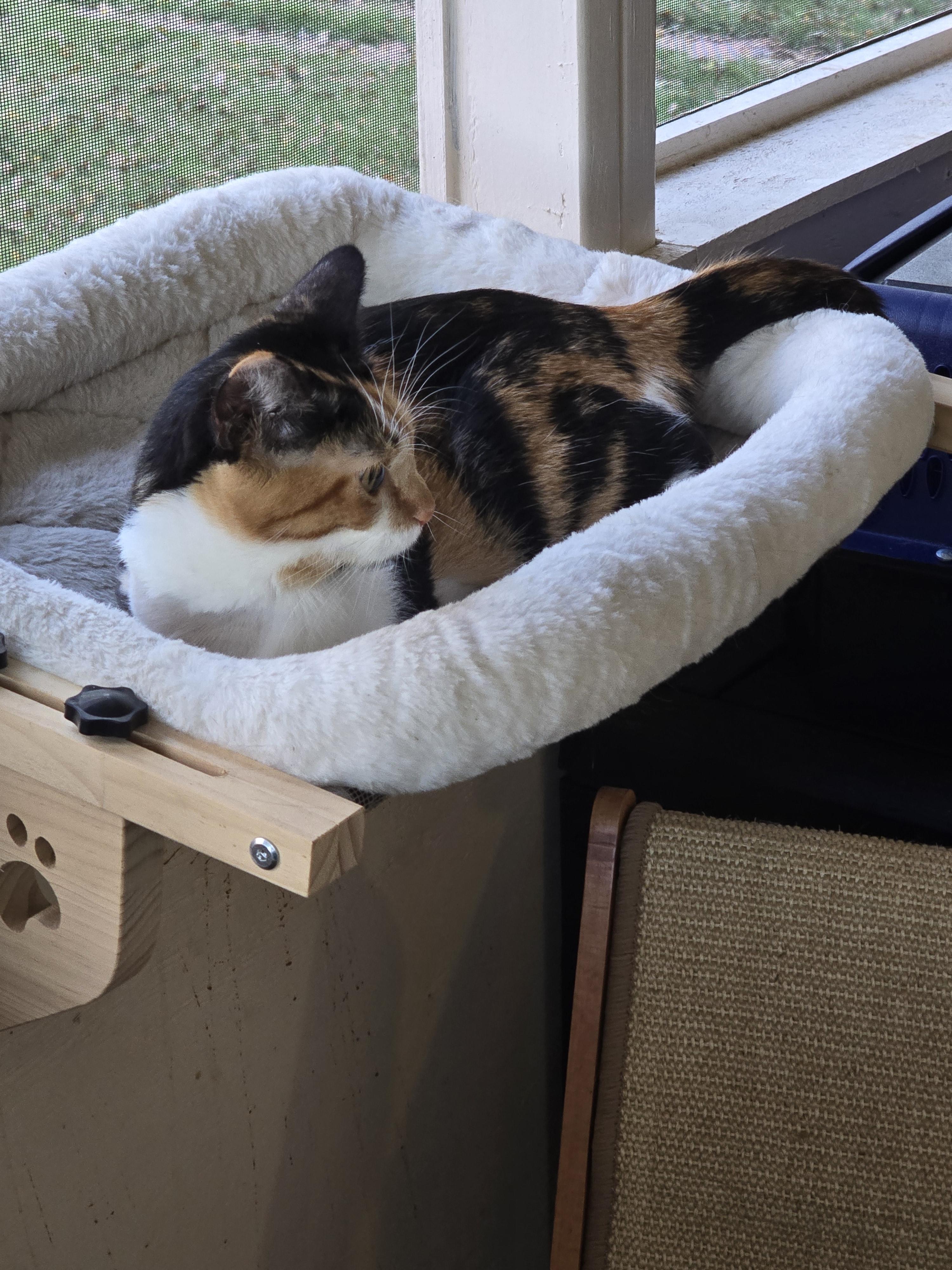 Enlarge Natalie, a Adoptable American Shorthair in Round Rock, TX image 4/4