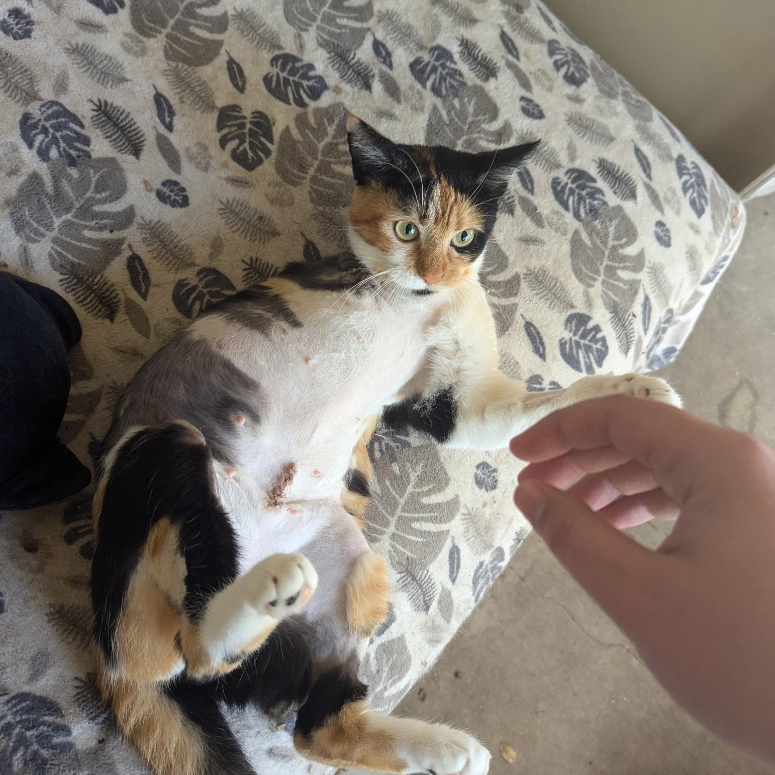 Enlarge Natalie, a Adoptable American Shorthair in Round Rock, TX image 1/2