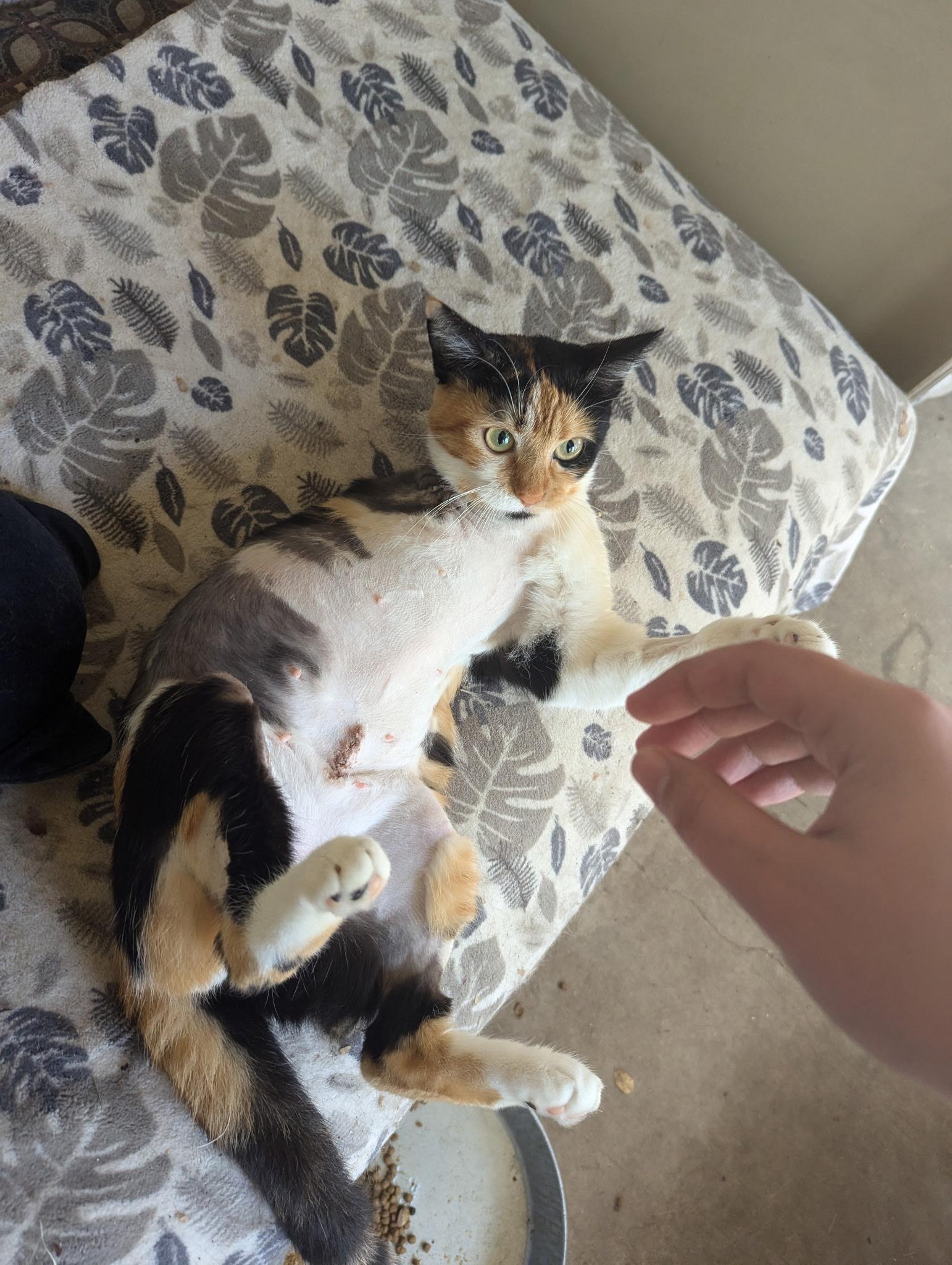 Enlarge Natalie, a Adoptable American Shorthair in Round Rock, TX image 3/4