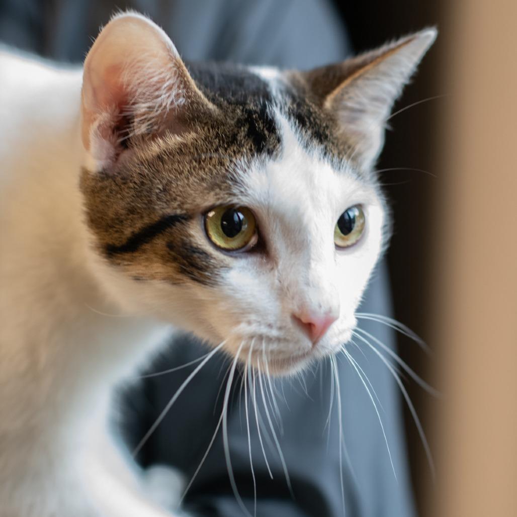 Enlarge Brian-30737, a Adoptable Domestic Short Hair in Bartlett, TN image 1/1
