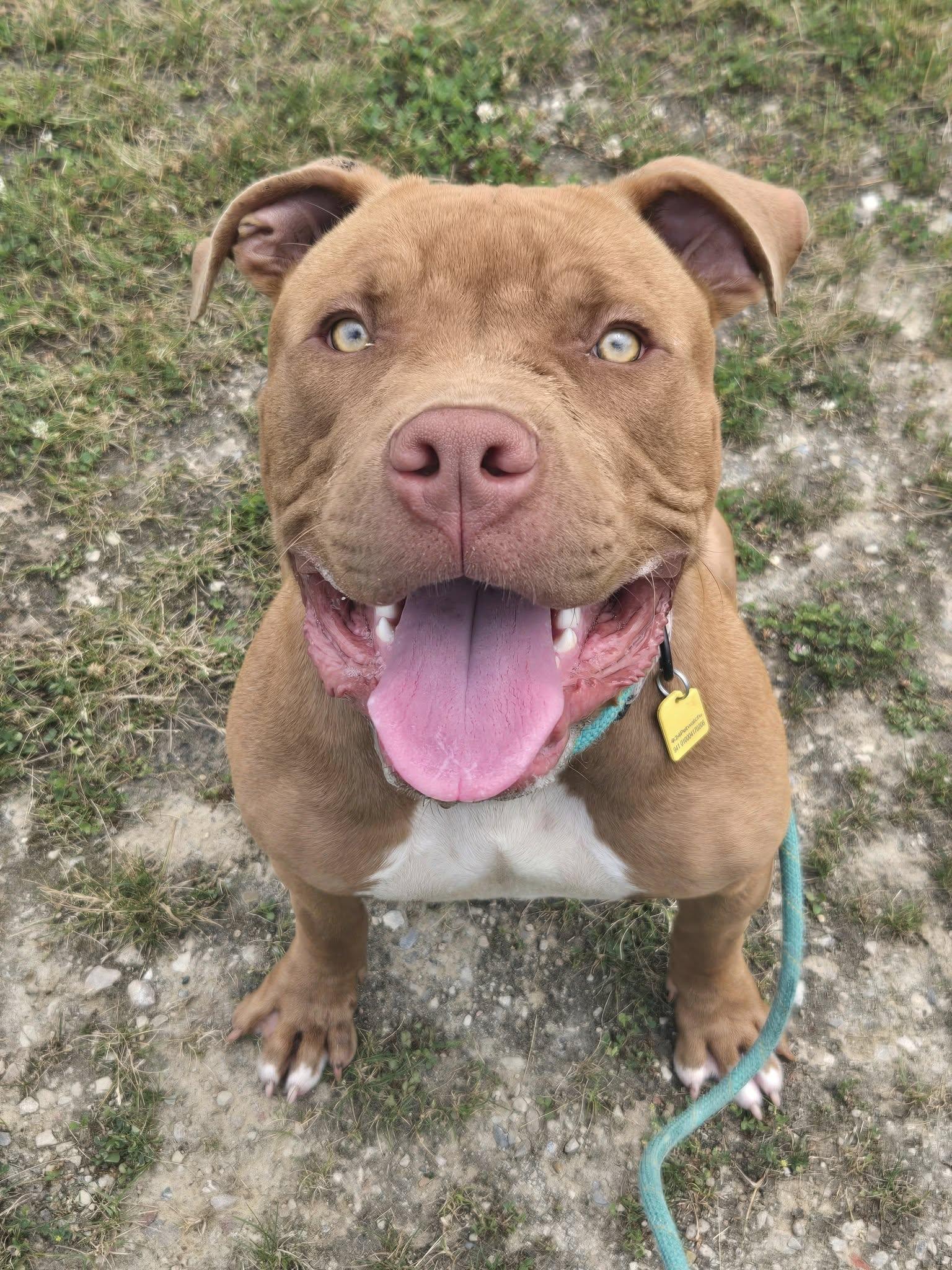 Baja Blast, Young Male Pit Bull Terrier