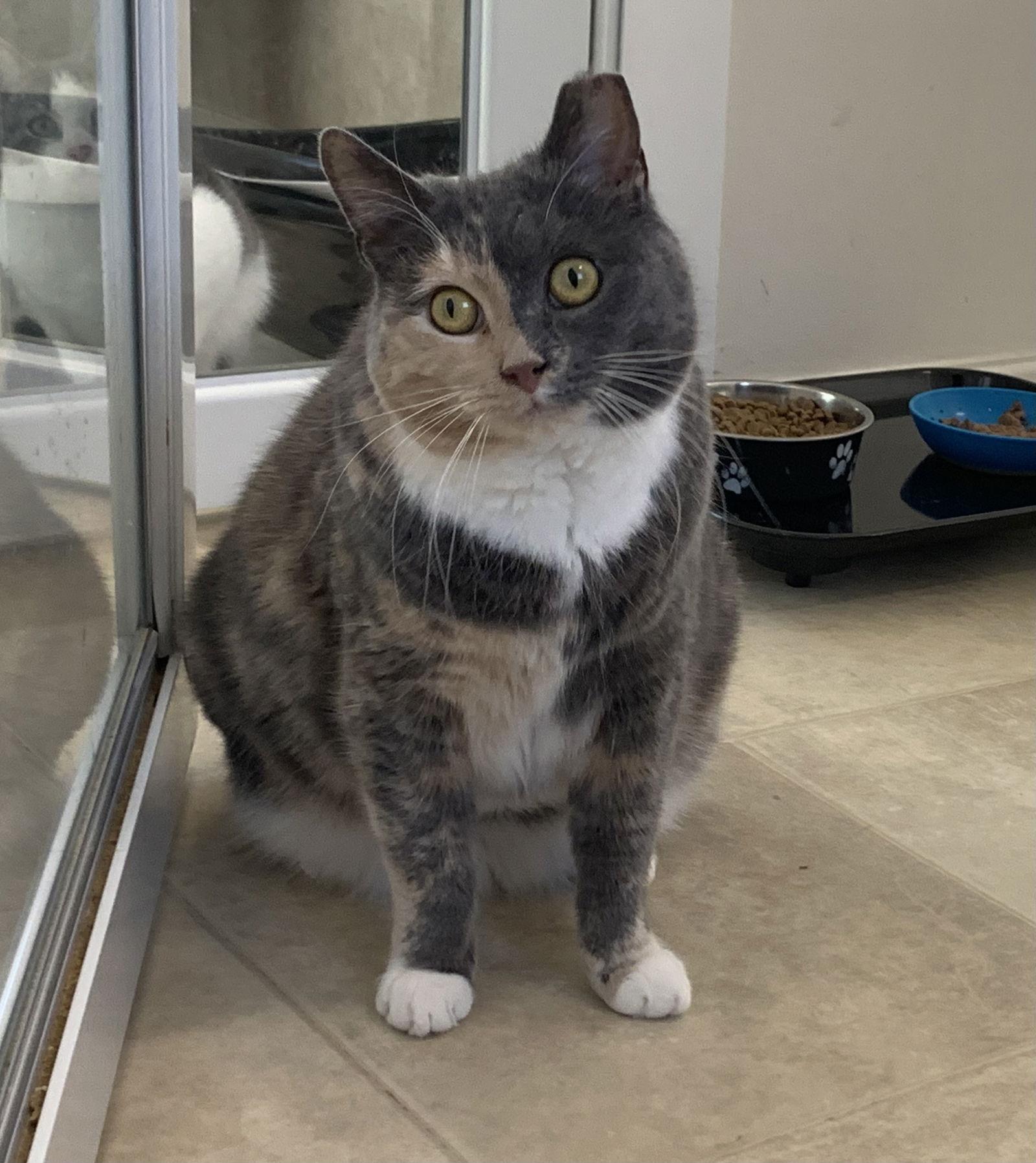 Enlarge Missy, a Adoptable mixed breed in Mc Cormick, SC image 2/3