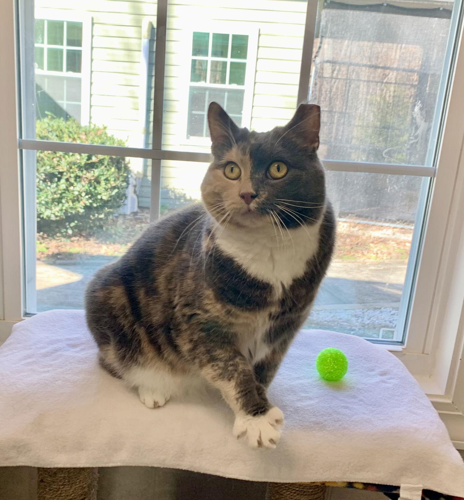 Enlarge Missy, a Adoptable mixed breed in Mc Cormick, SC image 3/3