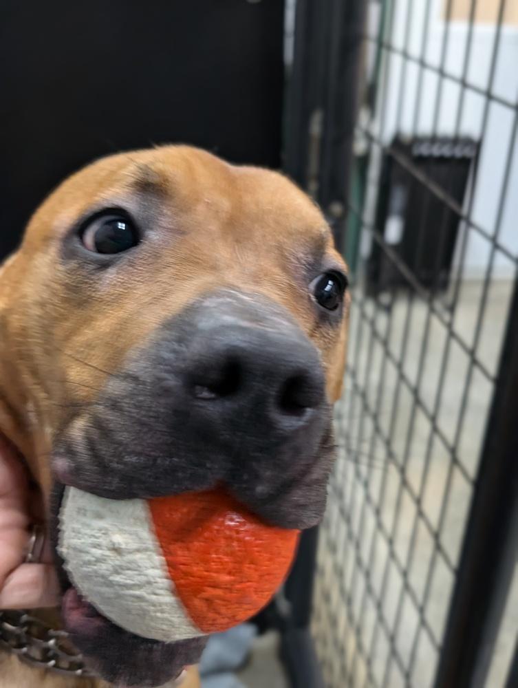 General, Adoptable, Adult Male Pit Bull Terrier.