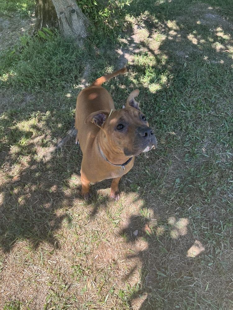 Enlarge General, a Adoptable mixed breed in Osgood, IN image 3/5