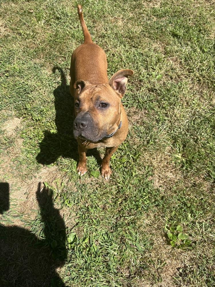 Enlarge General, a Adoptable mixed breed in Osgood, IN image 4/5