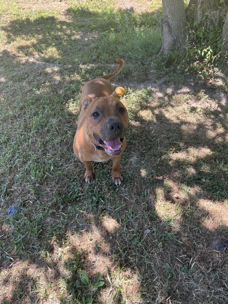 Enlarge General, a Adoptable mixed breed in Osgood, IN image 5/5