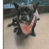Enlarge Coco, a Adoptable French Bulldog in Pacifica, CA image 1/2