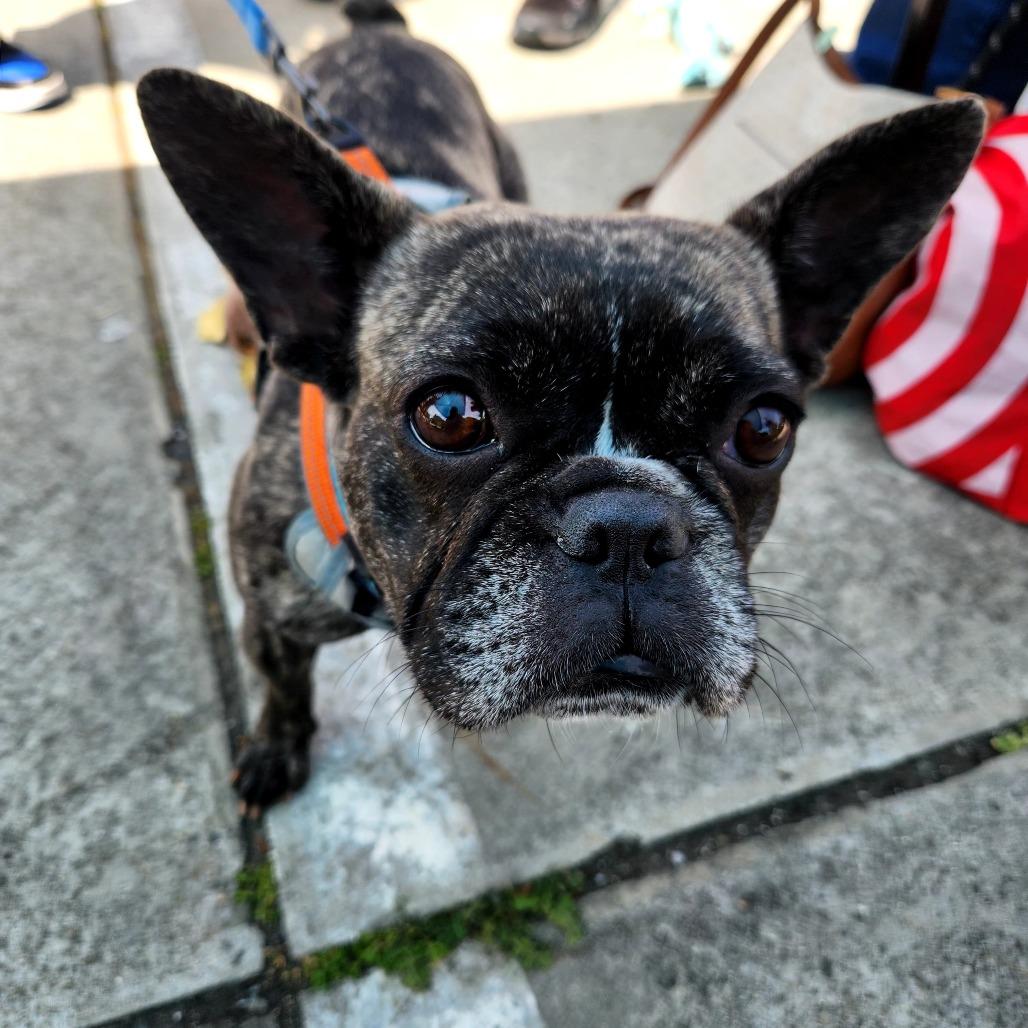 Enlarge Coco, a Adoptable French Bulldog in Pacifica, CA image 2/2