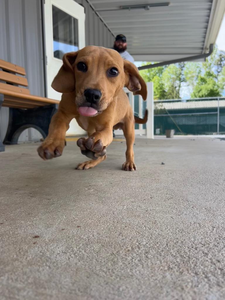 Simon, Adoptable, Puppy Male Mixed Breed.