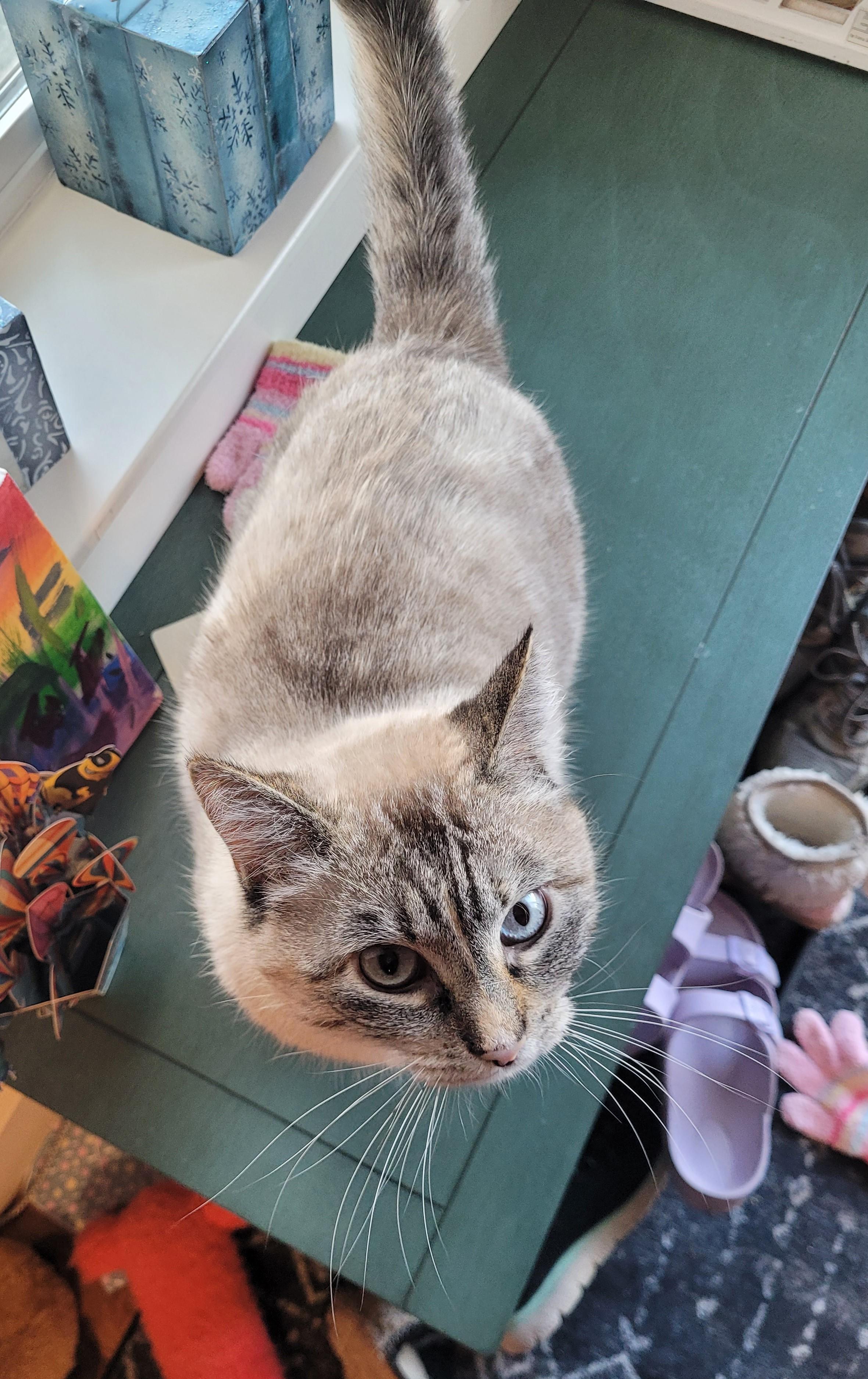 Ava, an adoptable Domestic Short Hair in Millville, UT, 84326 | Photo Image 3
