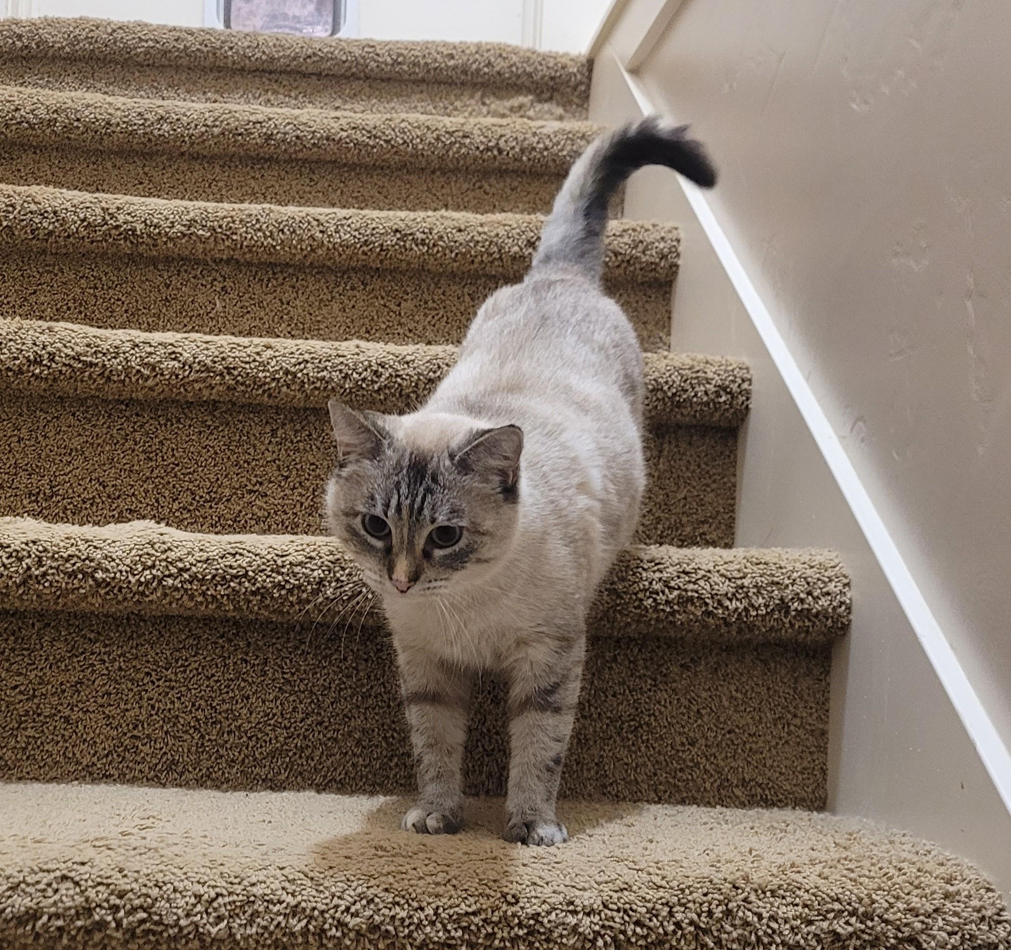 Ava, an adoptable Domestic Short Hair in Millville, UT, 84326 | Photo Image 1