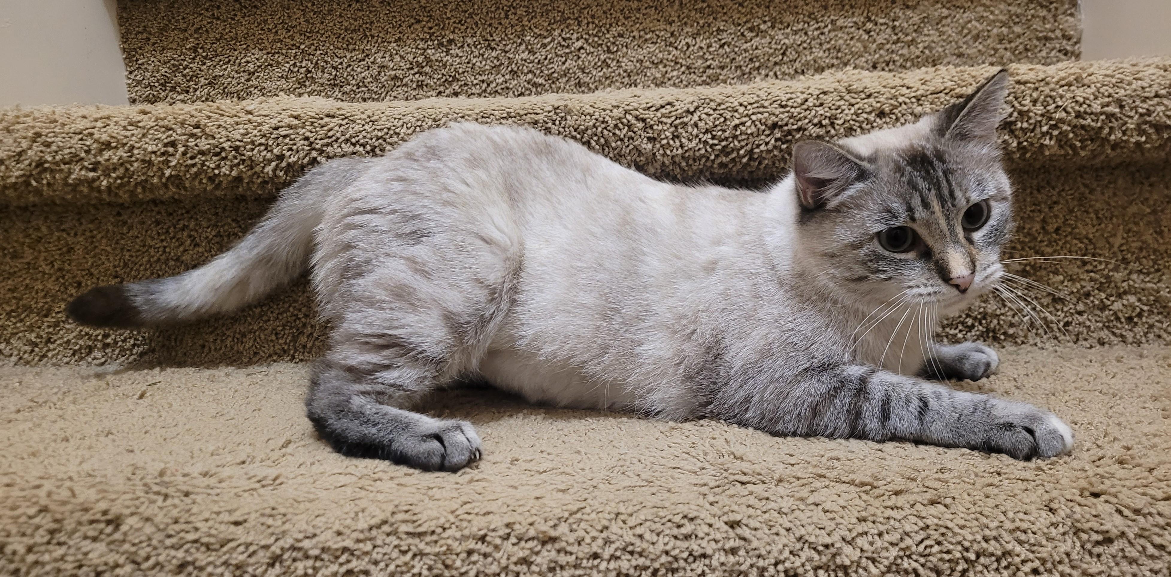 Ava, an adoptable Domestic Short Hair in Millville, UT, 84326 | Photo Image 2