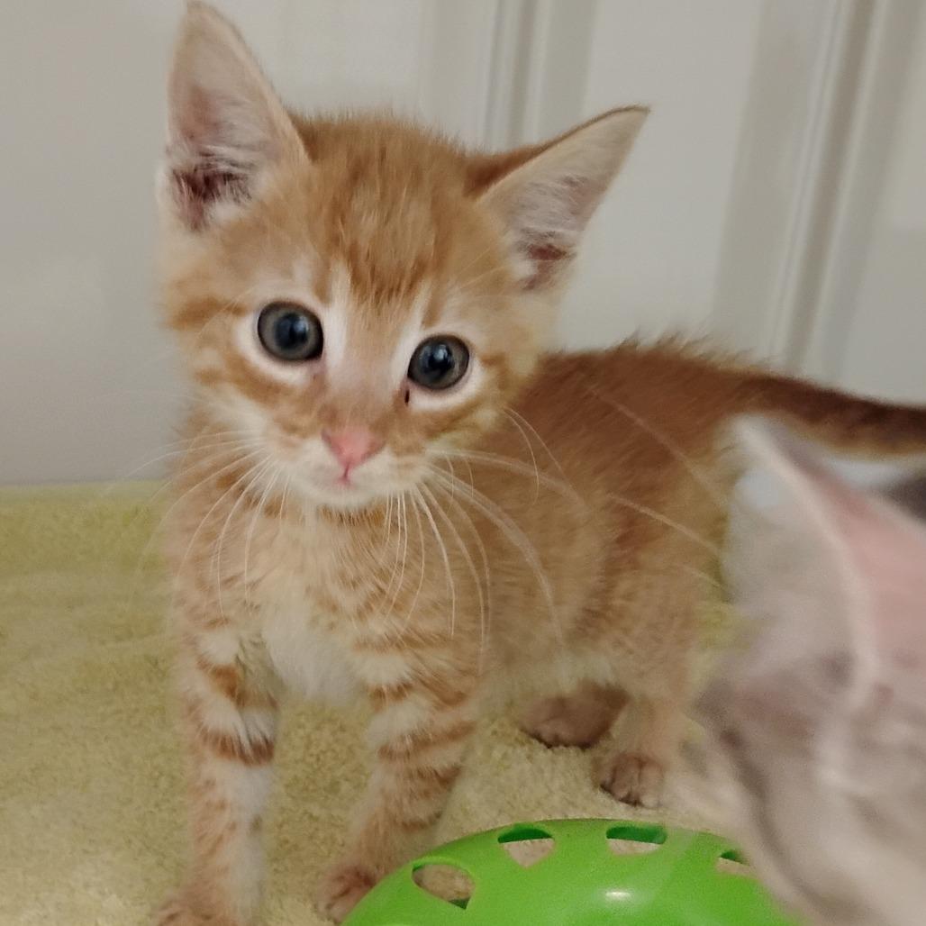 Owly, Adoptable, Kitten Male Domestic Short Hair.