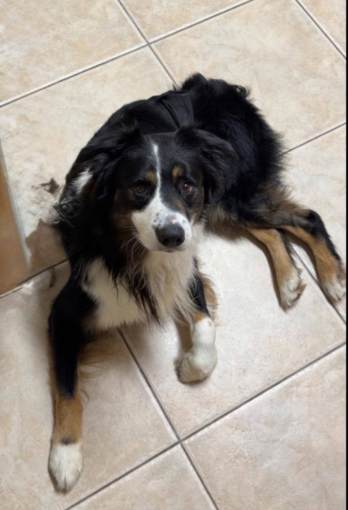 Enlarge Ransom, a ADOPTABLE Australian Shepherd in Orlando, FL image 1/1