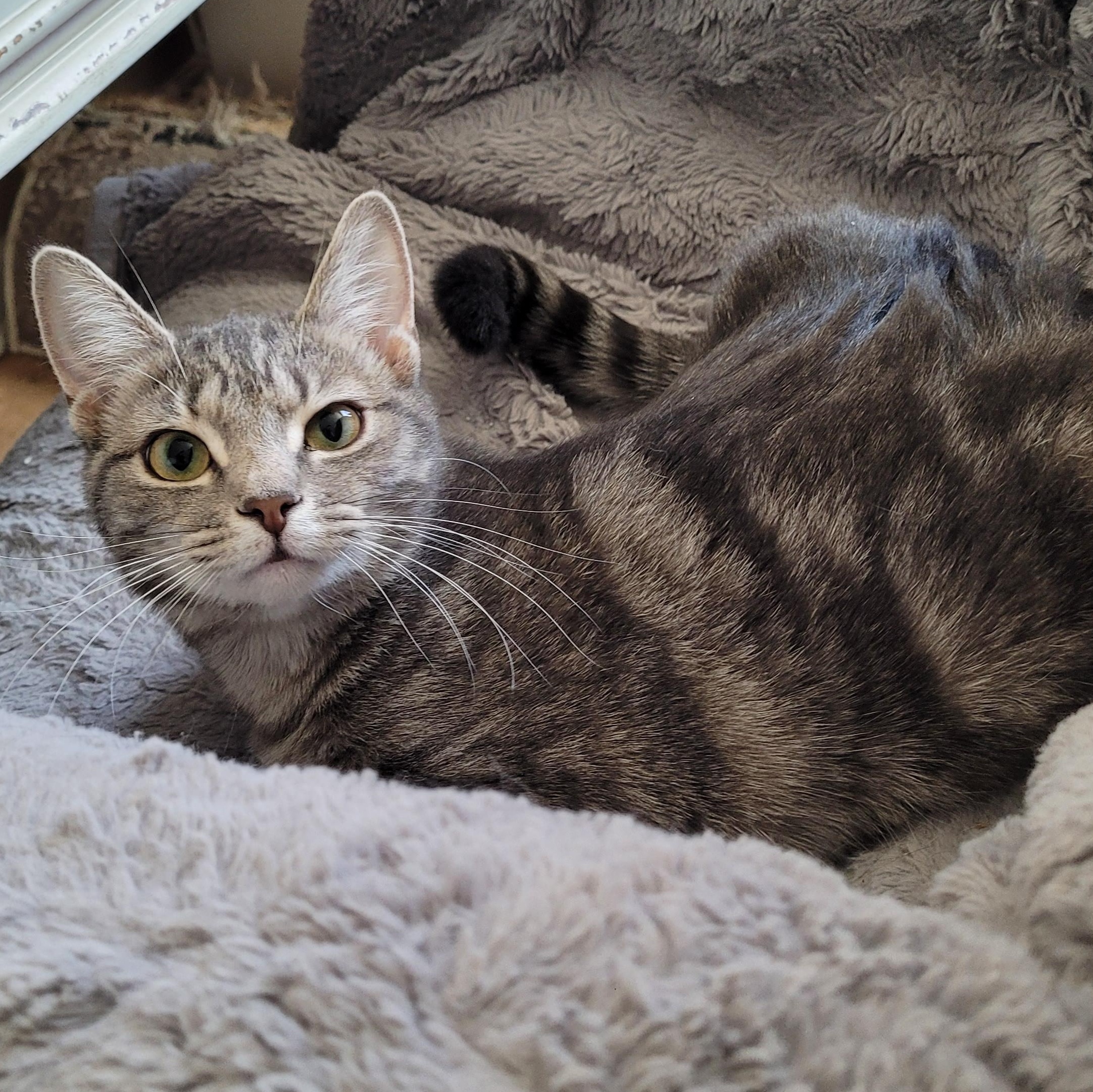 Isla, a ADOPTABLE Domestic Short Hair in Indianapolis, IN image 2/4