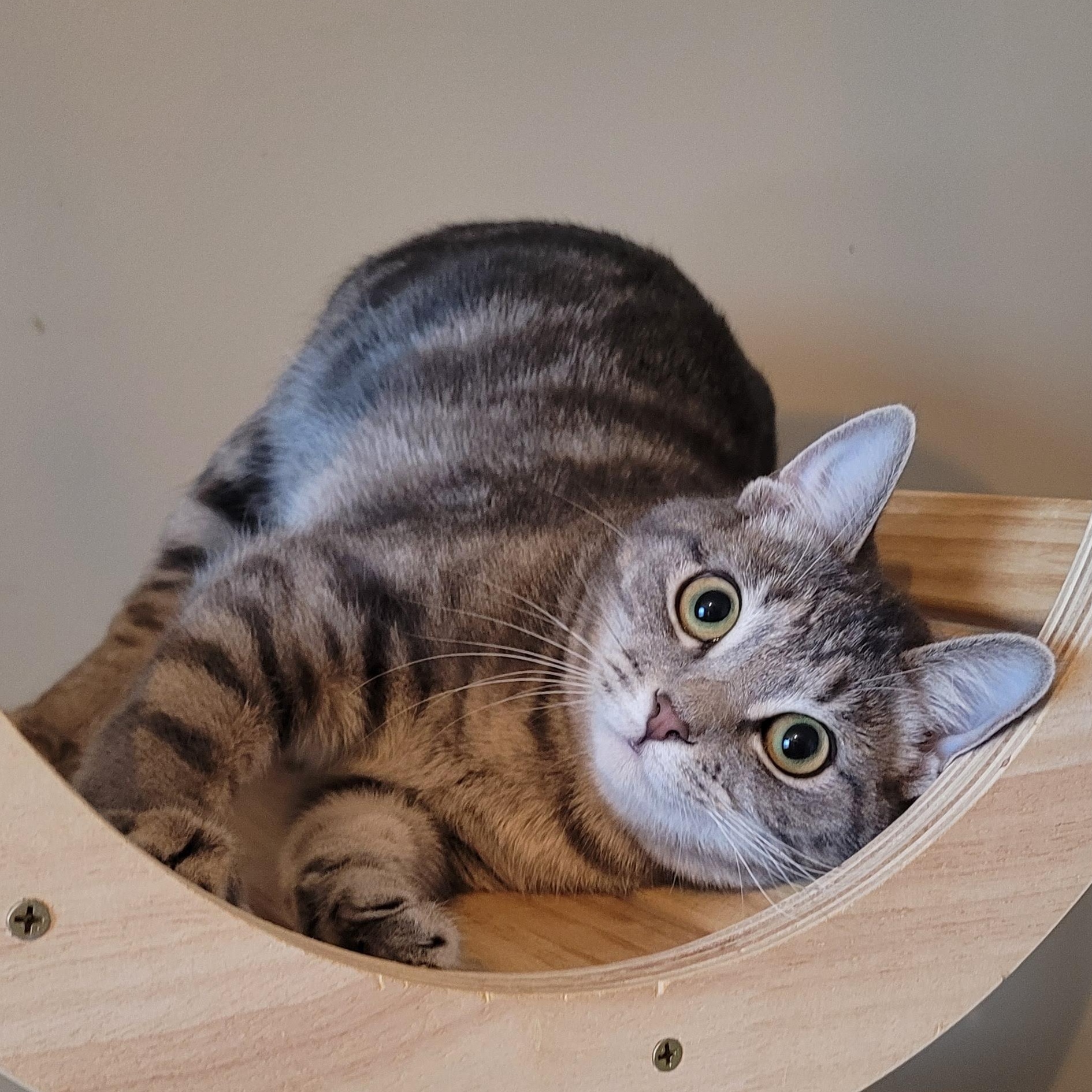 Isla, a ADOPTABLE Domestic Short Hair in Indianapolis, IN image 1/4