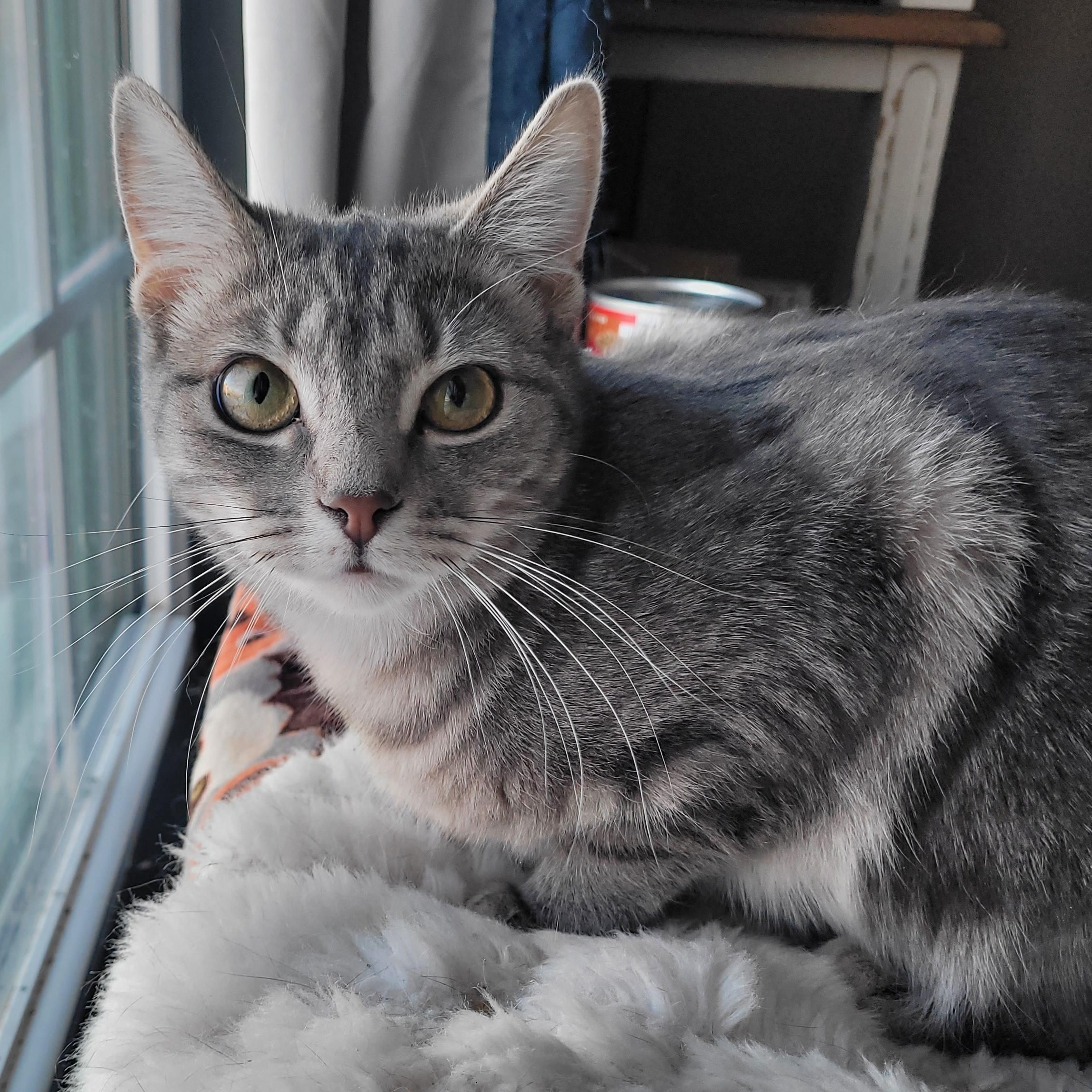 Isla, a ADOPTABLE Domestic Short Hair in Indianapolis, IN image 4/4