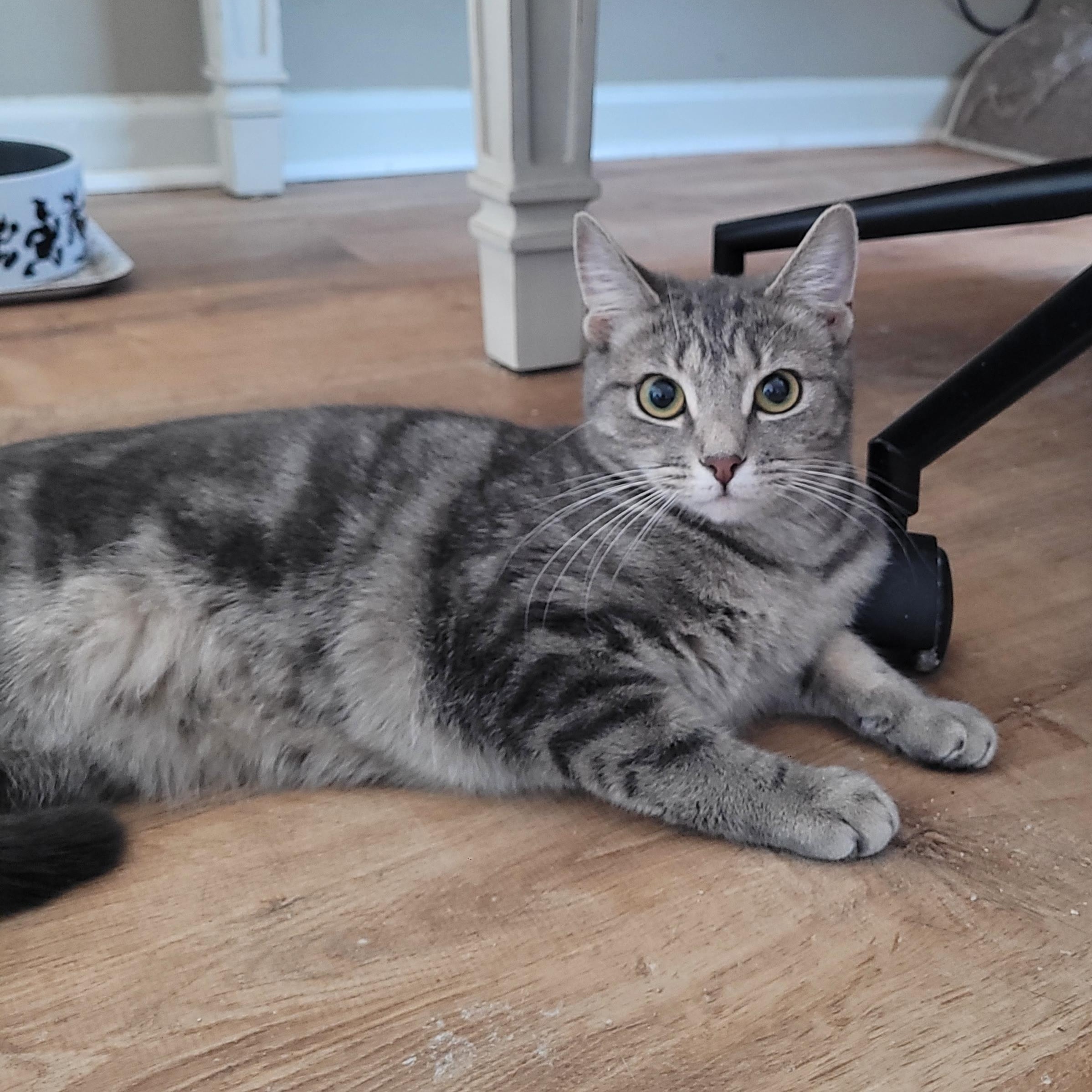 Isla, a ADOPTABLE Domestic Short Hair in Indianapolis, IN image 3/4