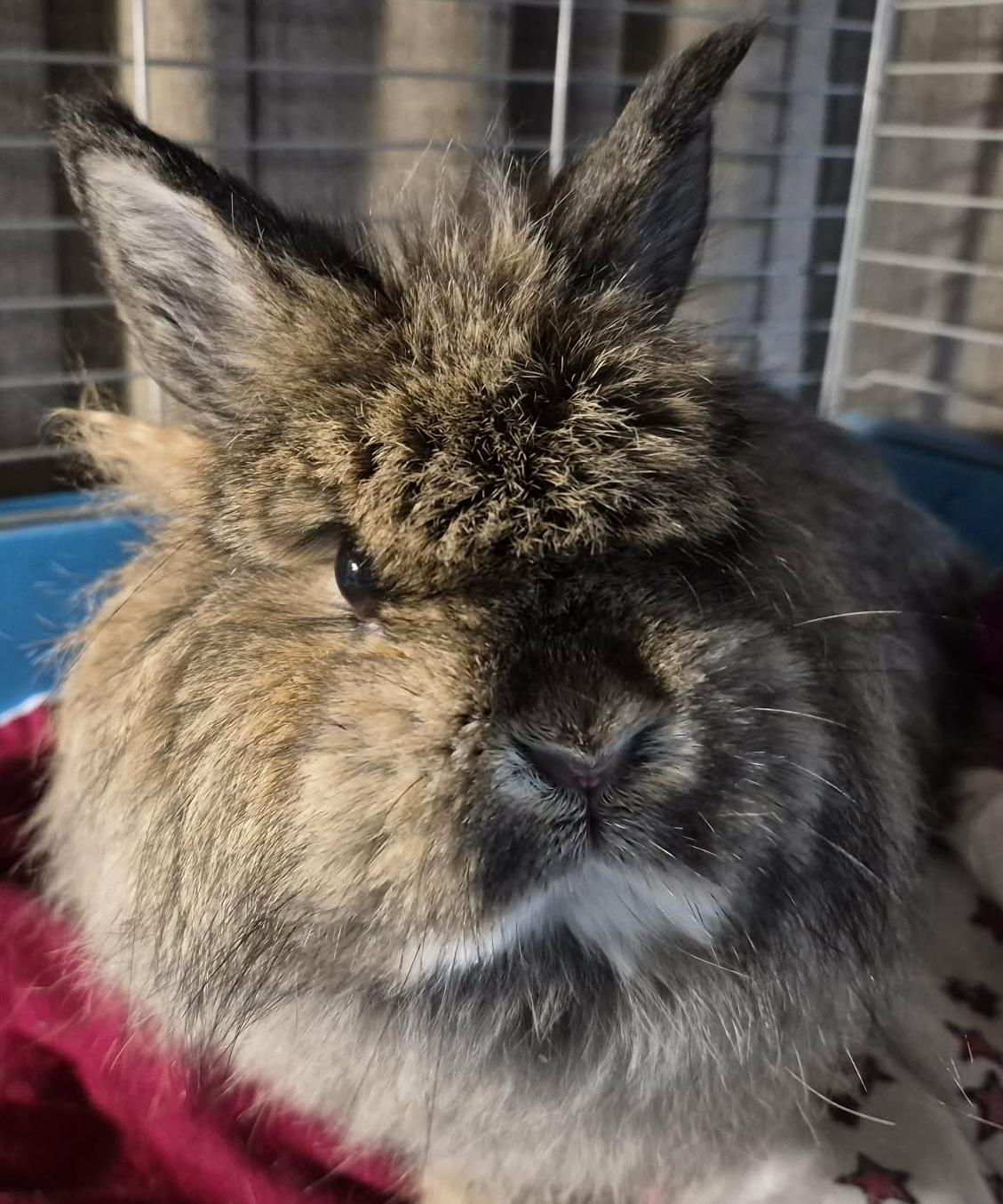 Brooke, ADOPTABLE, Adult Female Jersey Wooly.