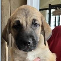 Enlarge Jeremy, a Adoptable mixed breed in Briarcliff Manor, NY image 1/1